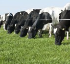 How much grass should I offer freshly-calved cows?