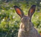Award-winning wildlife photojournalist to join judges for annual BVA competition