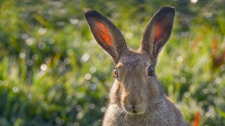 Award-winning wildlife photojournalist to join judges for annual BVA competition