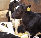 Research shows evidence of carryover of BVD infection in NI