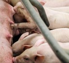 N2 Applied announces partnership with the National Pig Centre