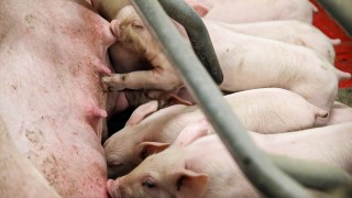N2 Applied announces partnership with the National Pig Centre