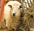 NSA urges sheep farmers to register for SFI pilot