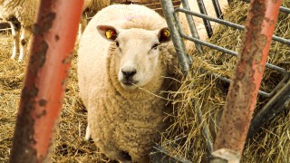 NSA urges sheep farmers to register for SFI pilot
