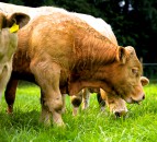 Farmers urged to treat livestock for flies to prevent rapid population explosion
