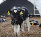 Accelerated milk replacer rates will boost calves’ life-long milking ability