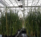 Almost €3m for research project on oats