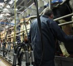 Dairy advice: Steps you can take to avoid mastitis