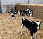 Focus on post-weaned calves to prevent disease - MSD Animal Health