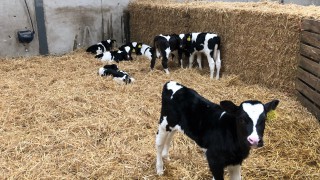 AHDB calf pneumonia webinar to feature vet experts