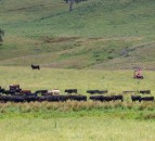How an Australian cattle rancher sold Microsoft $500,000 of carbon credits