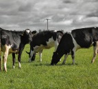 Calving at 24 months for optimum economic and lifetime performance