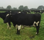 Don’t forget to monitor BSC post calving
