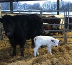 Successful embryo transfer gives hope for one of the UK’s rarest semi-wild cattle breeds