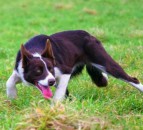 New world record price of £28,455 fetched for a sheepdog at auction