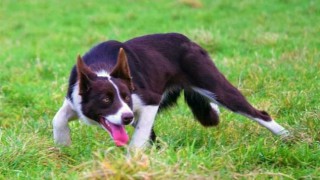 New world record price of £28,455 fetched for a sheepdog at auction