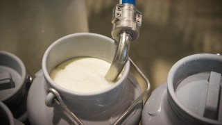Dairy farmers could be missing out on £55 million a year – AHDB