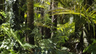 Consultation on Environment Act illegal deforestation provisions opens