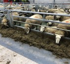 Sheep management: Taking action quickly when it comes to thinner ewes