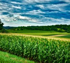 Could soybean become a mainstream tillage option?
