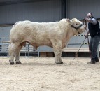 Charolais bulls topped at €7,100 – but mart guidelines cause ‘frustration’