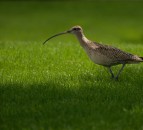 Conservation project 'could provide blueprint for wildlife recovery'