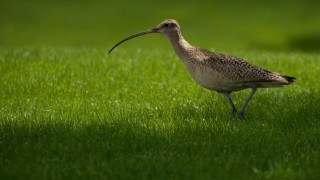 Conservation project ‘could provide blueprint for wildlife recovery’