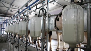 New survey reveals a third of dairy farmers have considered leaving due to staff shortages