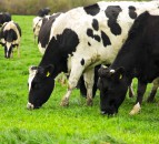 Spring grazing: The 3 main aims