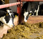 Reducing the carbon footprint of dairy cows