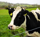 'Milly Cow Gives Milk' book aims to connect children with the food they eat