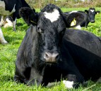 New NI research project demonstrates effects of housing cows on cow optimism