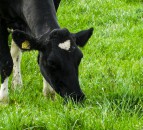 NI suppliers call for Lakeland and Dale Farm to follow Glanbia in solids-based pricing