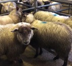 56% decline in shipments of Irish sheepmeat to the UK in January 2021