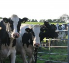 Dutch dairy auction boost drives hope for milk price increases