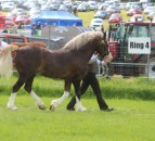 Armagh County Agricultural Show cancelled