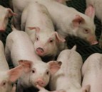 Danish Pig Genetics develops genomic evaluation system for breeding