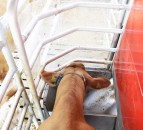 Lely installs ‘Commodity feeder’ on every new Astronaut A5 milking robot