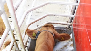 Lely installs ‘Commodity feeder’ on every new Astronaut A5 milking robot