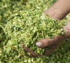 Test maize silage to unlock bypass starch benefit