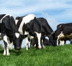 Dairy tips: Think value not price when planning for spring turnout