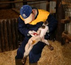 Sheep producers urged to protect young lambs from preventable disease threats