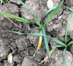 Nail yellow rust early this season