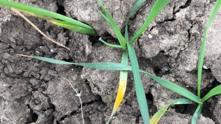Nail yellow rust early this season