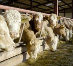 Feed storage cleaning is 'vital' to reduce risk of mad cow disease