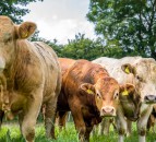 UK beef prices could well take off over the next few years