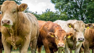 UK beef prices could well take off over the next few years
