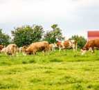 Getting suckler cows back in-calf after calving this spring