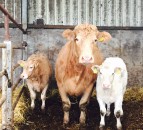 Beef-sired calf registrations drop in Northern Ireland