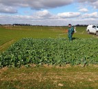 Cereals 2021 crop plots have wintered well ahead of planned show